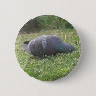Slaapduif Button