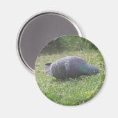 Slaapduif Magnet (Voorkant / Achterkant)