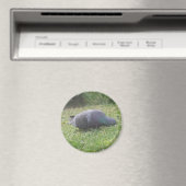 Slaapduif Magnet (Insitu (Vaatwasser))