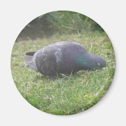 Slaapduif Magnet (Voorkant)