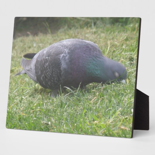 Slaapduif Plaque Fotoplaat (Zijkant)