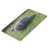 Slaapduif Premium Magnet Magneet (Linkerzijde)