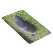 Slaapduif Premium Magnet Magneet (Rechterzijde)