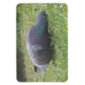 Slaapduif Premium Magnet Magneet (Verticaal)