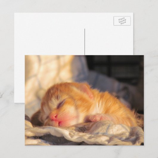 Slaapend Baby Kitten Briefkaart (Voorkant / Achterkant)