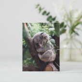 Slaapend Baby Koala Briefkaart (Staand voorkant)