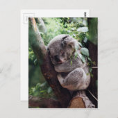 Slaapend Baby Koala Briefkaart (Voorkant / Achterkant)