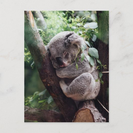 Slaapend Baby Koala Briefkaart (Voorkant)