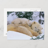 Slaapend Beer Briefkaart (Voorkant / Achterkant)