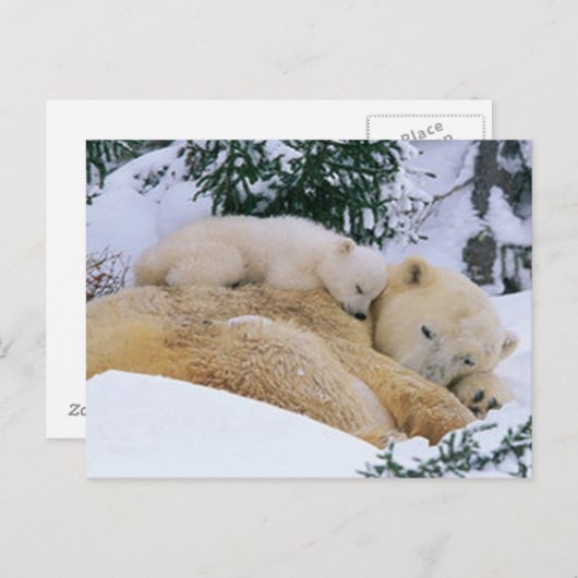 Slaapend Beer Briefkaart (Voorkant / Achterkant)