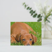 Slaapend Briefkaart met zoete Daschund (Staand voorkant)