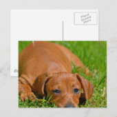 Slaapend Briefkaart met zoete Daschund (Voorkant / Achterkant)