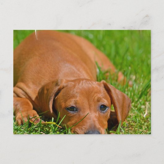 Slaapend Briefkaart met zoete Daschund (Voorkant)
