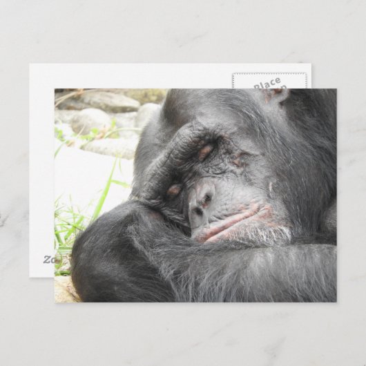 Slaapend Briefkaart van de Chimpansee (Voorkant / Achterkant)