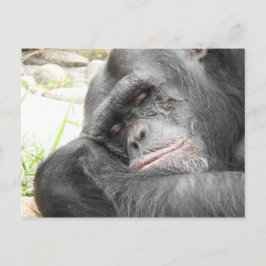 Slaapend Briefkaart van de Chimpansee