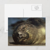 Slaapend Briefkaart voor olifantenzegels (Voorkant / Achterkant)