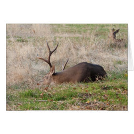 Slaapend Buck/Wake me voor de Cake