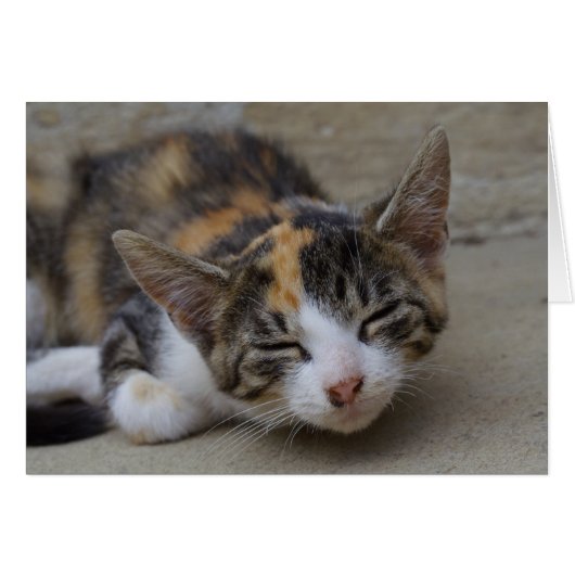 Slaapend Calico Kitten (Voorkant Horizontaal)