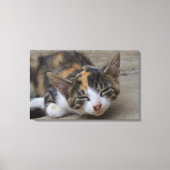 Slaapend Calico Kitten Canvas Afdruk (Voorkant)