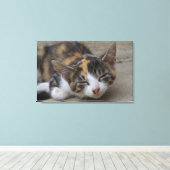 Slaapend Calico Kitten Canvas Afdruk (Insitu (Houten vloer))
