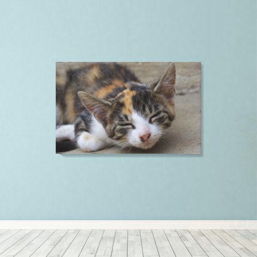 Slaapend Calico Kitten Canvas Afdruk (Insitu (Houten vloer))
