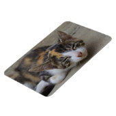 Slaapend Calico Kitten Magneet (Linkerzijde)
