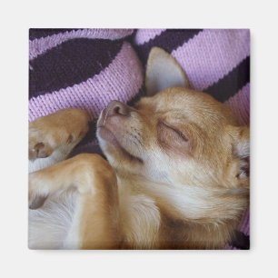 Slaapend Chihuahua Magneet