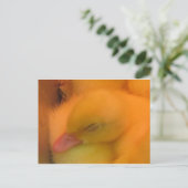 Slaapend Duck Briefkaart (Staand voorkant)