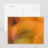 Slaapend Duck Briefkaart (Voorkant / Achterkant)