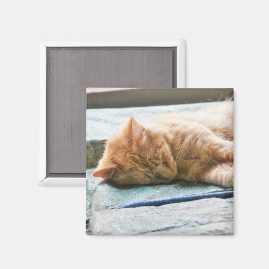 Slaapend gember magneet (Voorkant / Achterkant)