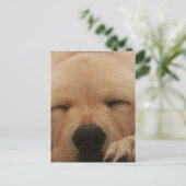 Slaapend Golden Retriever Briefkaart (Staand voorkant)