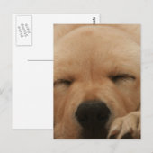 Slaapend Golden Retriever Briefkaart (Voorkant / Achterkant)