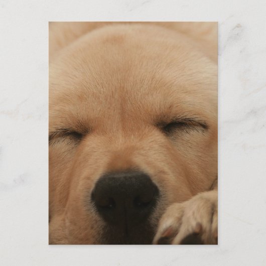 Slaapend Golden Retriever Briefkaart (Voorkant)
