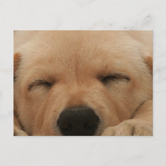 Slaapend Golden Retriever Briefkaart (Voorkant)
