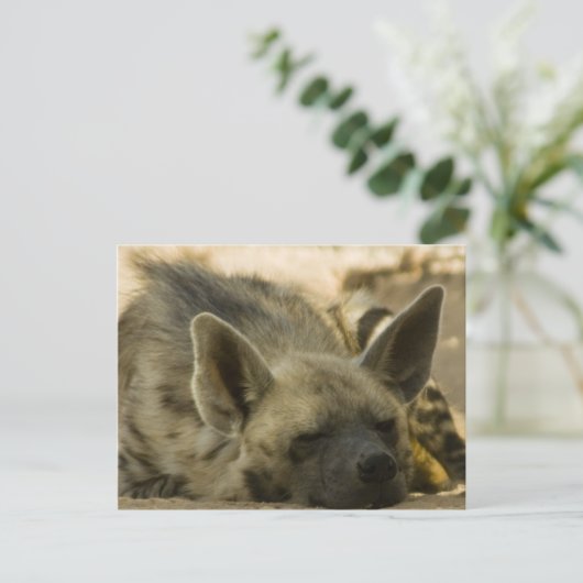 Slaapend Hyena Briefkaart (Staand voorkant)