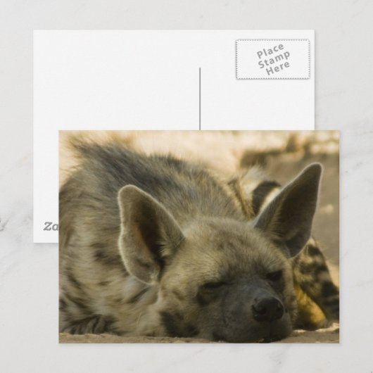 Slaapend Hyena Briefkaart (Voorkant / Achterkant)