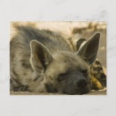 Slaapend Hyena Briefkaart (Voorkant)