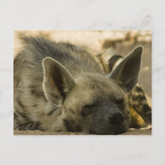 Slaapend Hyena Briefkaart (Voorkant)