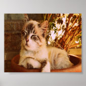 Slaapend Kat comprimeren Poster (Voorkant)