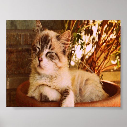 Slaapend Kat comprimeren Poster (Voorkant)