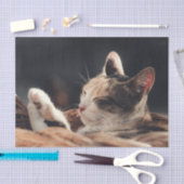 Slaapend Kat Kinderen Tissuepapier (Craft)