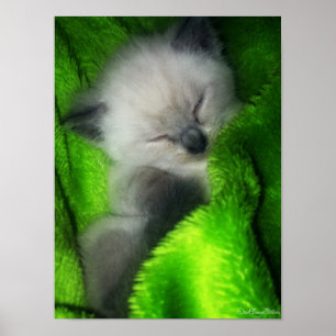 Slaapend Kat Poster