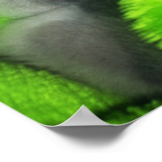 Slaapend Kat Poster (Hoek)