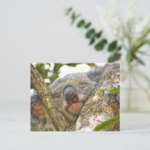 Slaapend Koala Beer Briefkaart (Staand voorkant)
