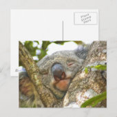 Slaapend Koala Beer Briefkaart (Voorkant / Achterkant)