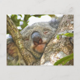 Slaapend Koala Beer Briefkaart