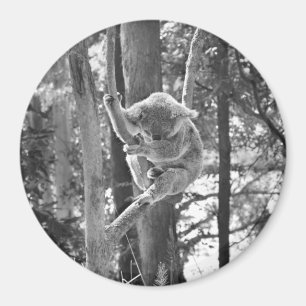 Slaapend Koala Beer ~ Magnet