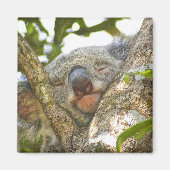 Slaapend Koala Beer Magnet (Voorkant)