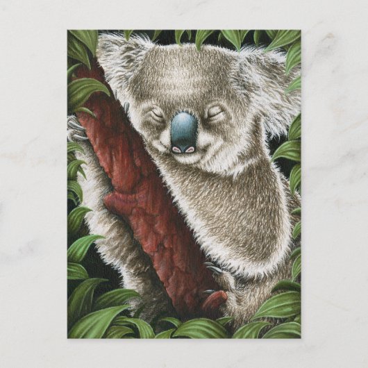 Slaapend Koala Briefkaart (Voorkant)