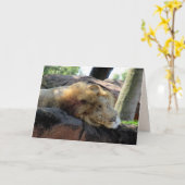 Slaapend Lion Greetin Kaart (Gele Bloem)